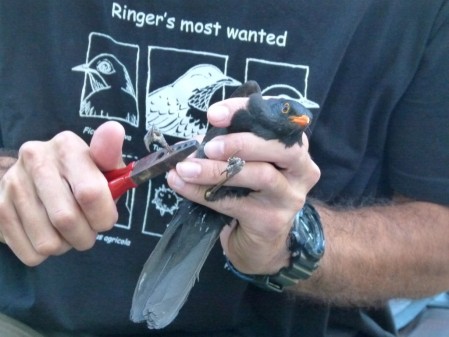 O projeto Centro de Interpretação para a Lagoa de Óbidos organiza a 2ª sessão de anilhagem de aves.