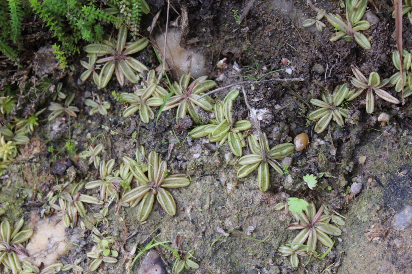 Pinguicula lusitanica