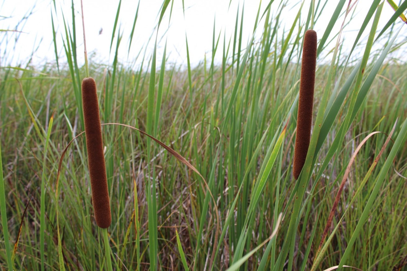Typha latifolia
