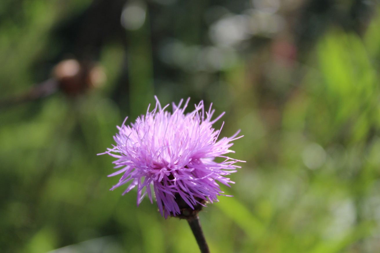 Cheirolophus uliginosus