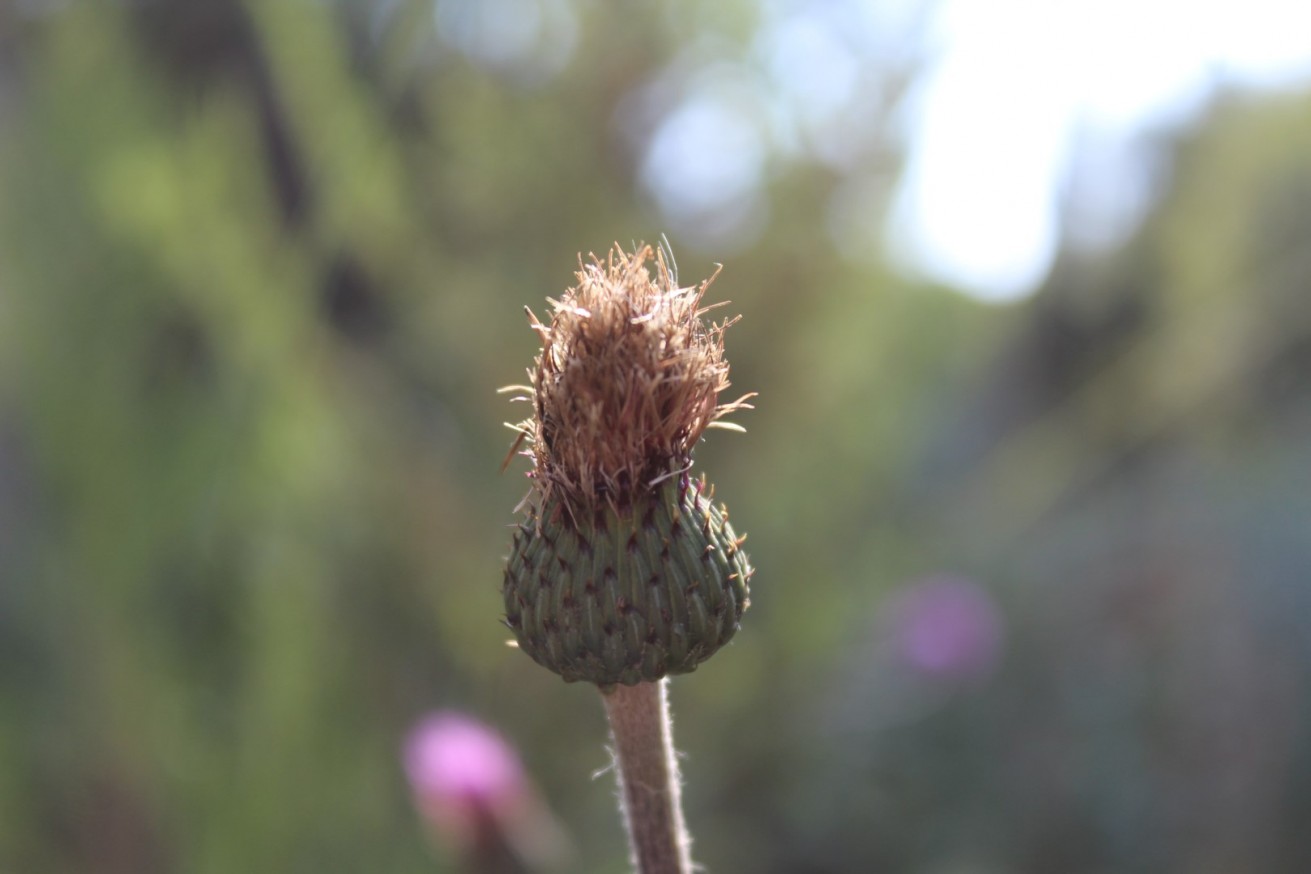 Cirsium welwitschii