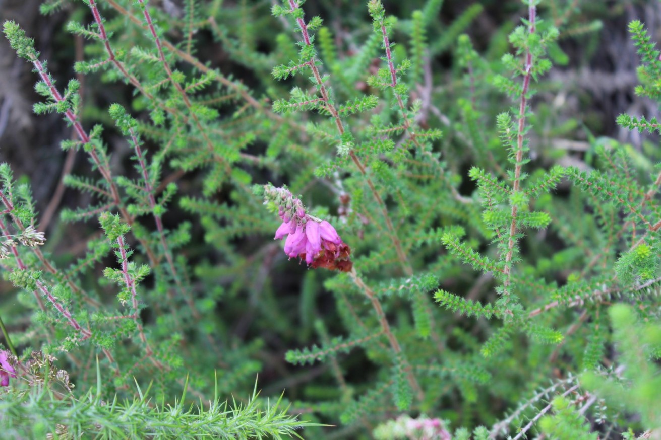 Erica ciliaris