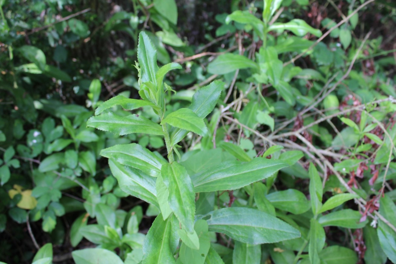 Leucanthemum lacustre