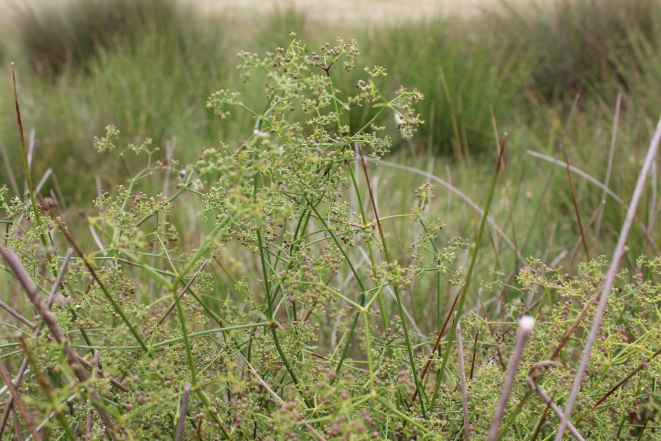 Galium palustre