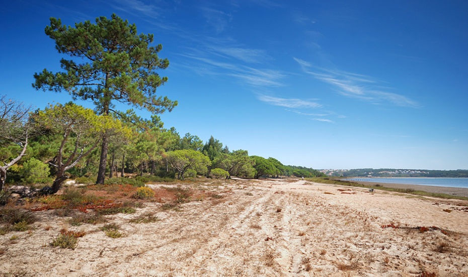 Margem da Lagoa