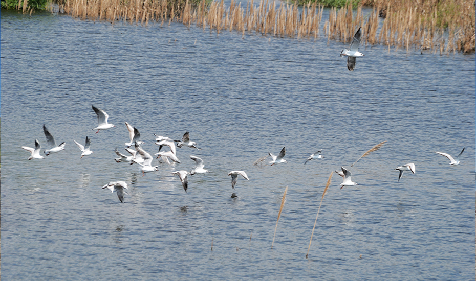 Aves