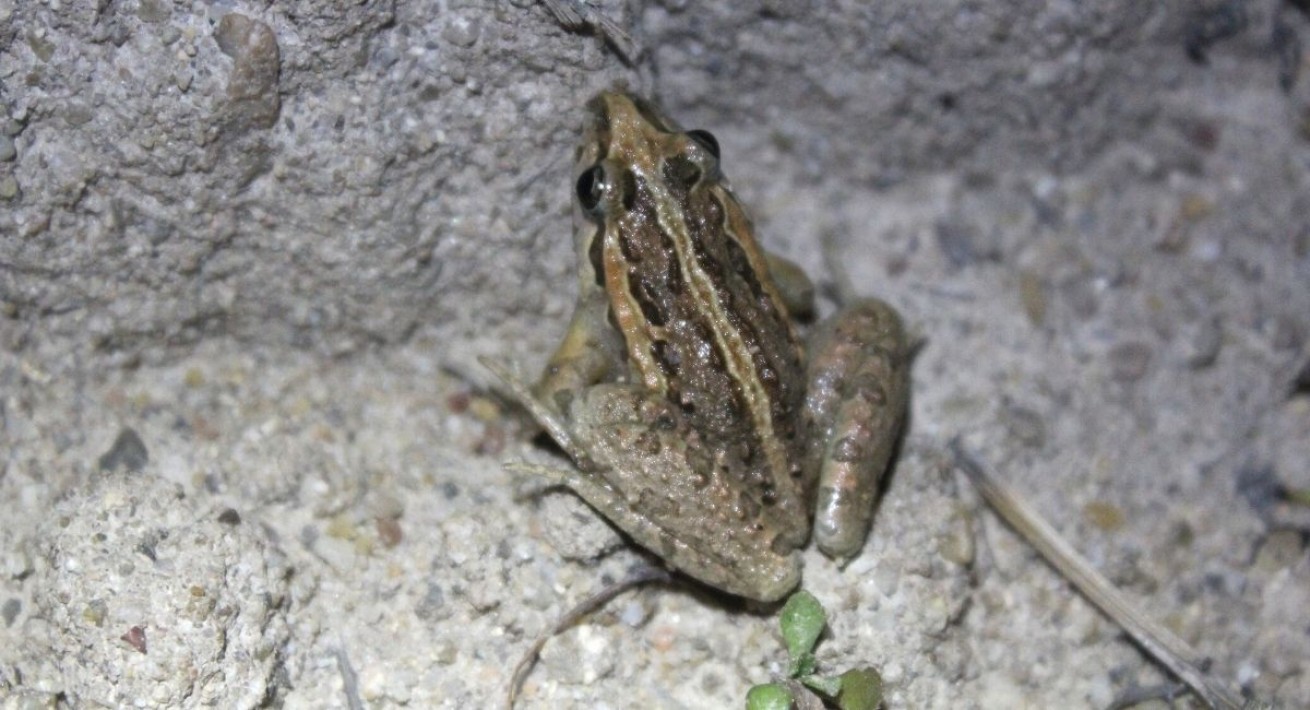 Rã-de-focinho-pontiagudo