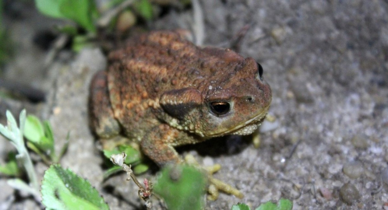 sapo-comum (Bufo spinosus)