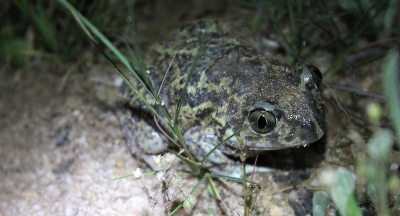 Sapo-de-unha-negra (Pelobates cultripes)