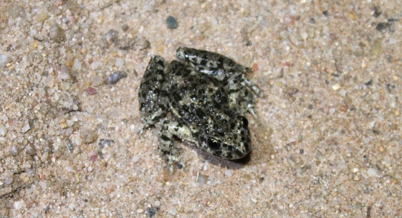Sapinho-de-verrugas-verdes-ibérico (Pelodytes ibericus)