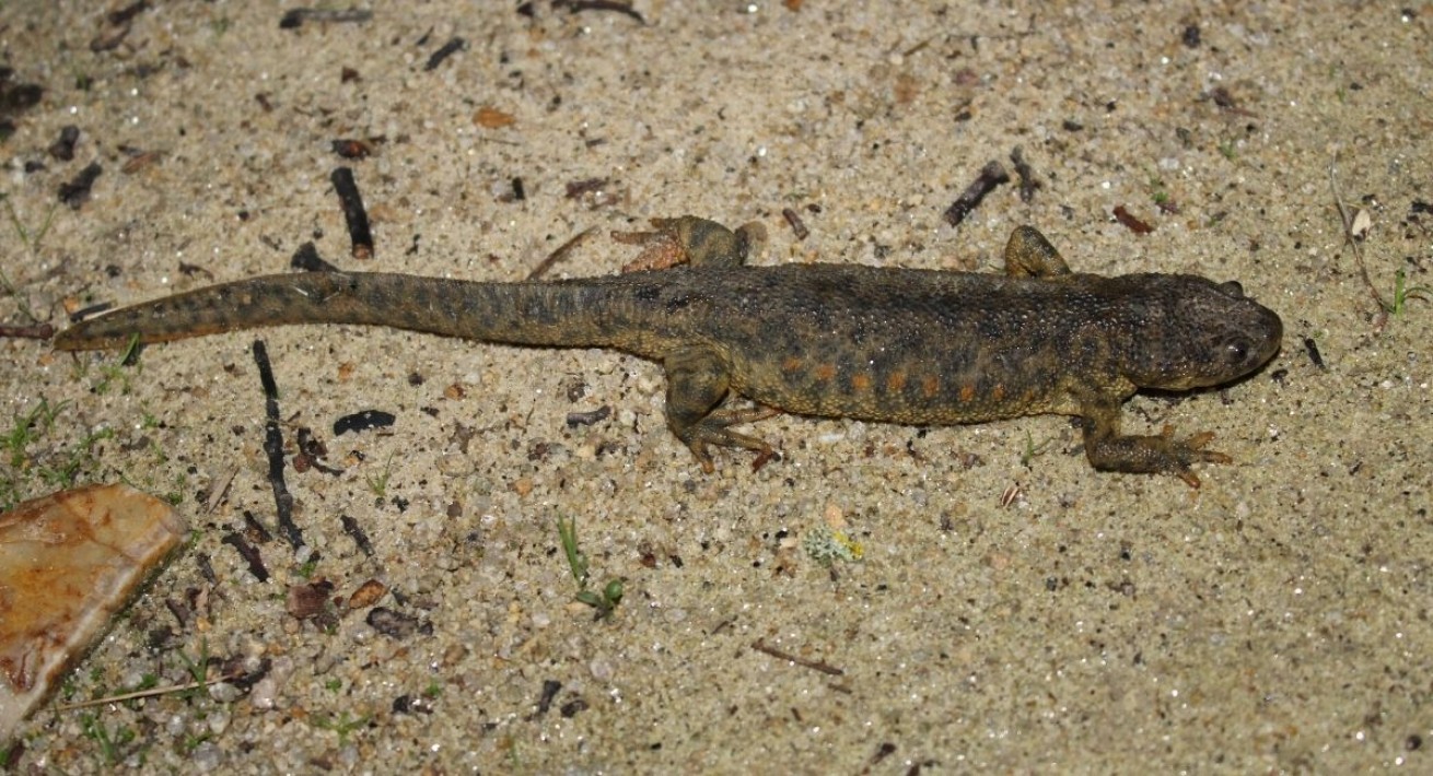 Salamandra-de-costelas-salientes (Pleurodeles waltl)