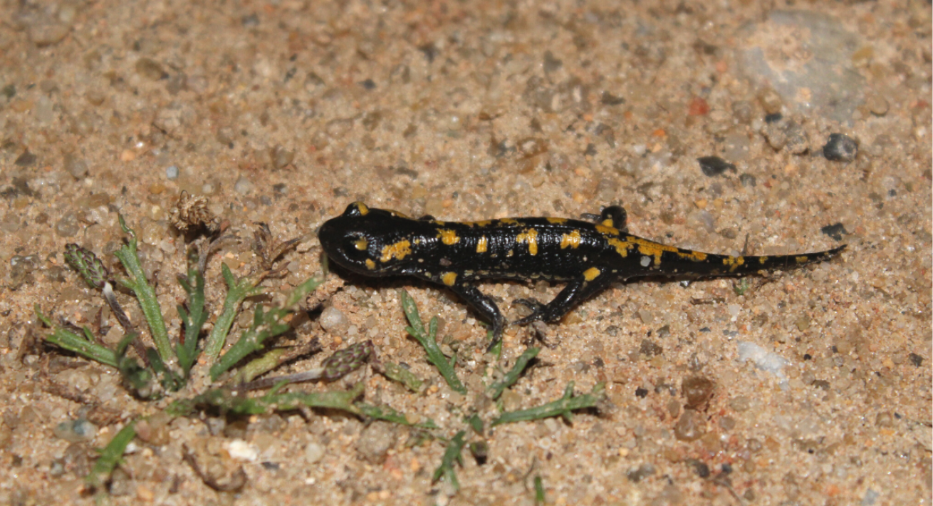 Salamandra-de-pintas-amarelas (Salamandra salamandra)