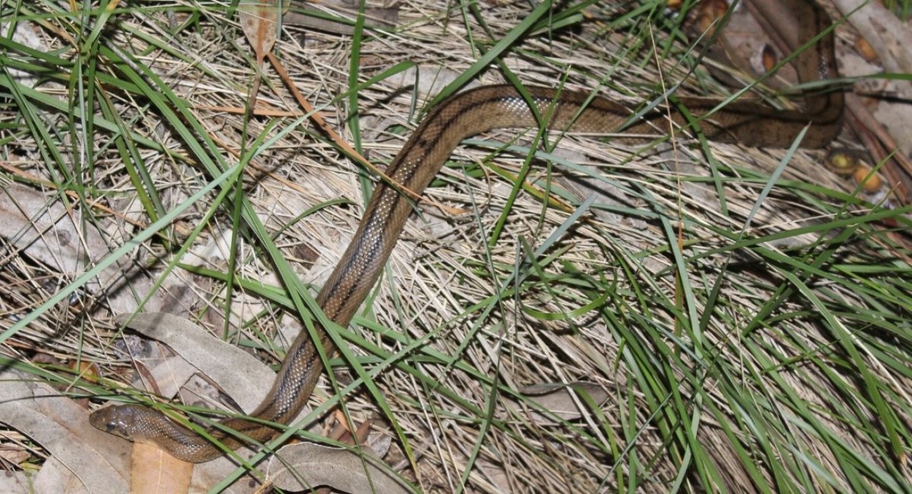 Cobra-de-escada (Elaphe scalaris)