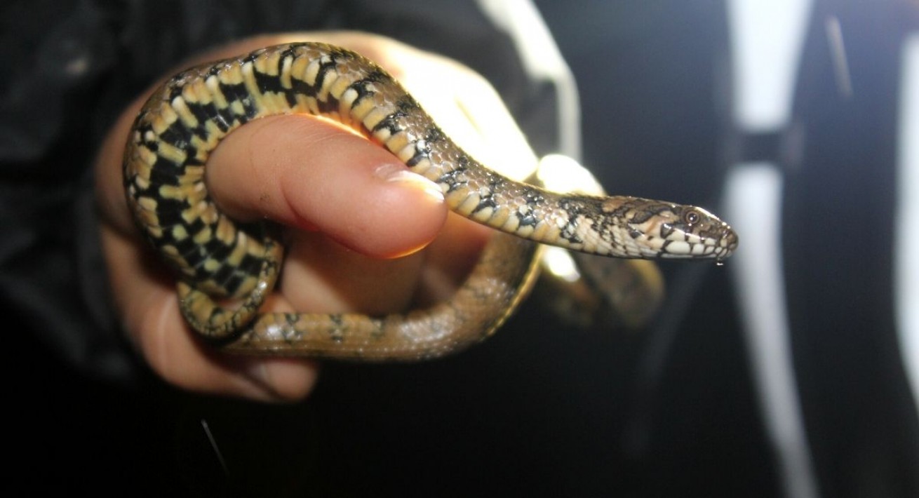 Cobra-de-água-viperina (Natrix maura)