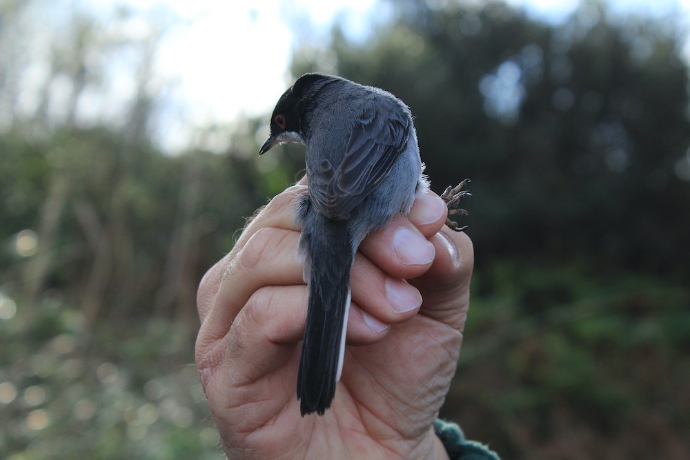 Toutinegra-de-cabeça-preta (Sylvia melanocephala)